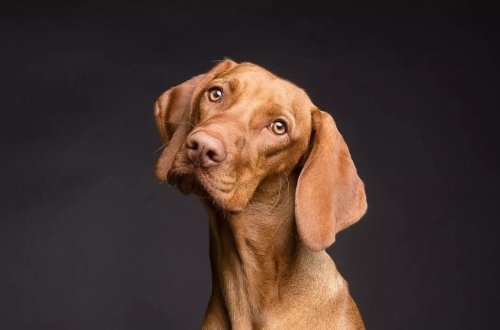 Fransada yüksək inflyasiya küçələrdə qalan ev heyvanlarının sayını artırdı