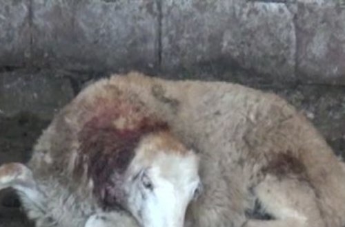 İmişlidə sahibsiz itlər xırdabuynuzlu heyvanları parçalayıb