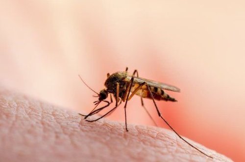 Cənubi Afrika malyariya hallarının artdığını elan edib