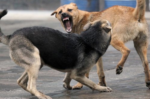 İsmayıllıda sahibsiz itlər 67 yaşlı qadına xəsarətlər yetirib