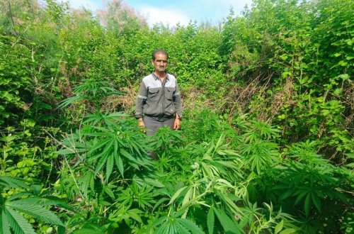 Kür çayının sahilində narkotik yetişdirən şəxs saxlanılıb