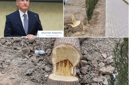 Xətai rayonunda 20 illik ağacları məhv etdilər: 