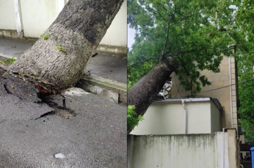 Azərbaycanda irigövdəli ağac məhkəmə binasının üzərinə aşdı - VİDEO