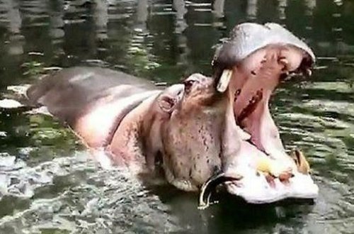 Hippopotamus qayığa hücum edib: 1 ÖLÜ