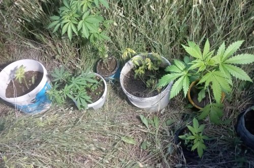 Həyətində çətənə kolları yetişdirən Neftçala sakini saxlanılıb