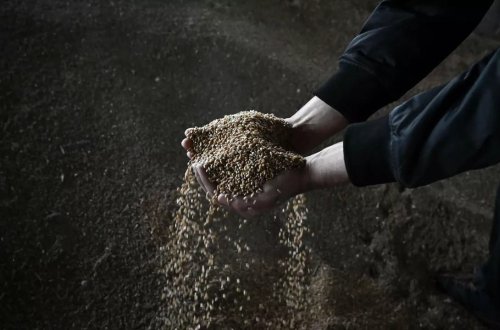 Krımda taxılla yüklənmiş səkkiz vaqon relsdən çıxdı