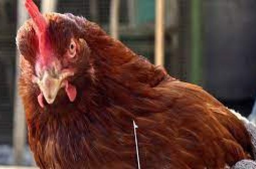 Quş qripinə görə Moskvada karantin elan edilib