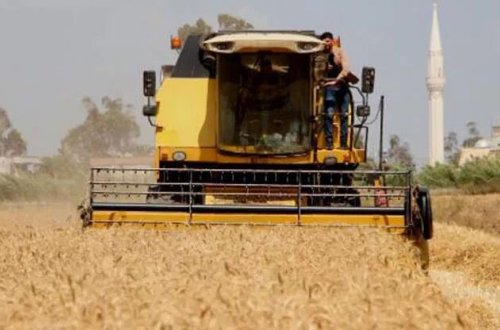 Adanada buğda biçini başlayıb