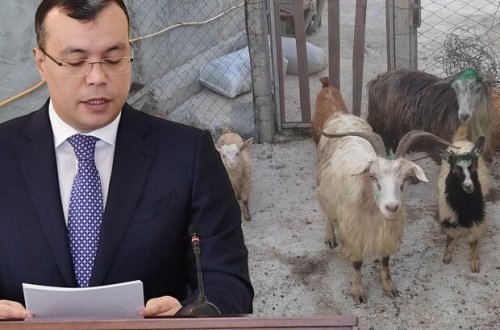 Nazirin əmri ilə verilən keçilər öldü: Məşğulluq Mərkəzi heyvanları tələb edir