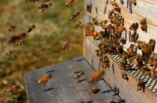 Cəlilabad sakini arıların hücumu nəticəsində ölüb