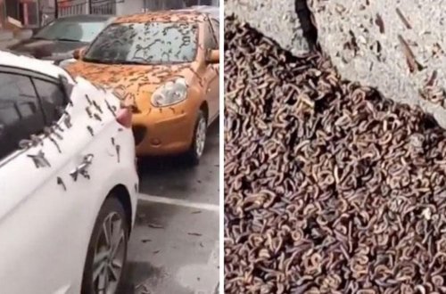 Havada qorxunc anlar: Göydən qurdlar yağdı, hamı təşvişə düşdü - VİDEO