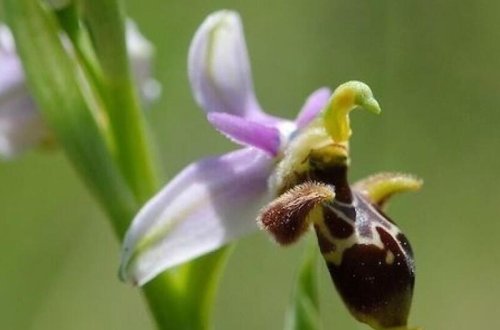 Zəngilanda iki növ yeni Xarıbülbül tapılıb