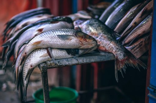 Xəzərdə qanunsuz balıq ovlayan şəxslər cəzalandırılıb