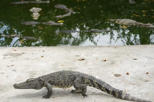 Kambocada fermer yetişdirdiyi 40 timsaha yem oldu