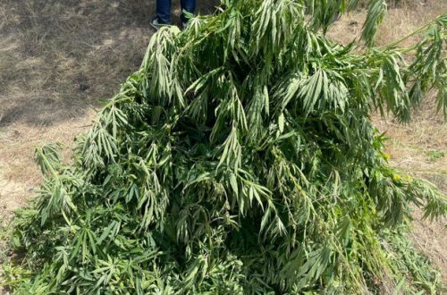 Ağsuda yabanı halda bitən çətənə kolları aşkar edilib - FOTO