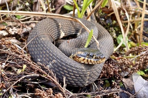 Жителей Исмаиллинского района ужалила змея