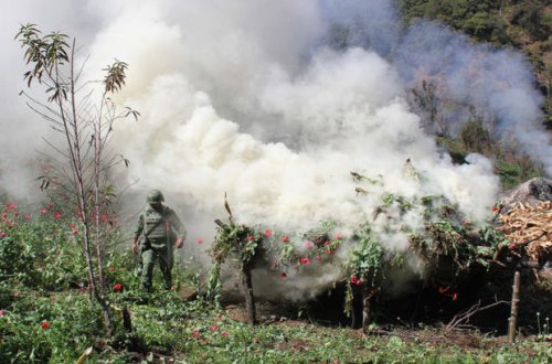 Qaxda iki tondan çox çətənə kolu məhv edilib