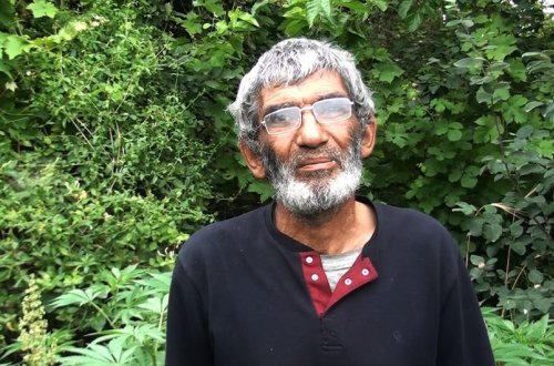 Neftçala sakininin həyətindən 1090 ədəd çətənə kolu aşkarlanıb - FOTO