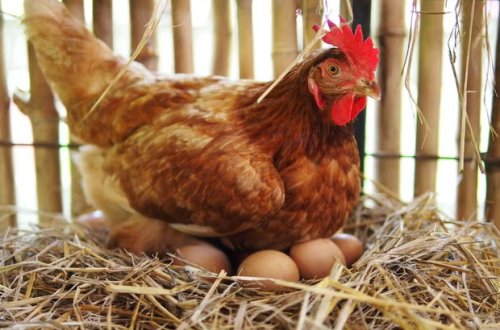 Toyuğun “sürpriz” yumurtası sosial şəbəkədə gülüşlə qarşılandı - FOTO