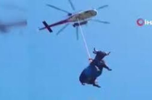 İsveçrədə ayağı sınıq olan inək helikopterlə xilas edilib