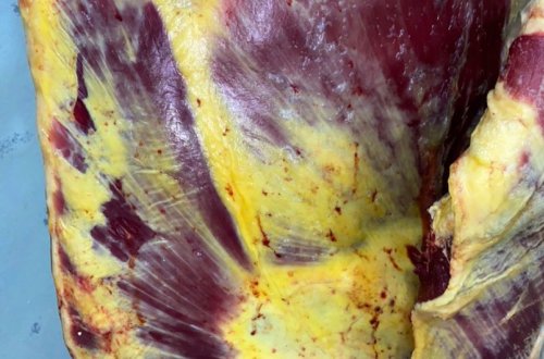 İstehlaka yararsız heyvan cəmdəyi məhv edilib