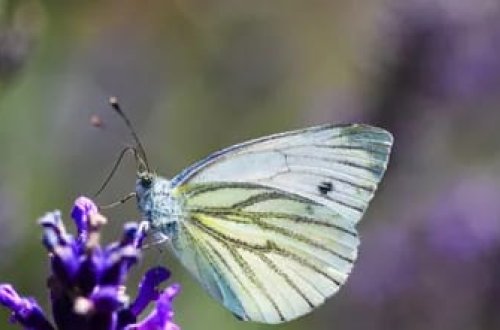 Nəsli kəsilmiş kəpənək 100 il sonra yenidən peyda olub