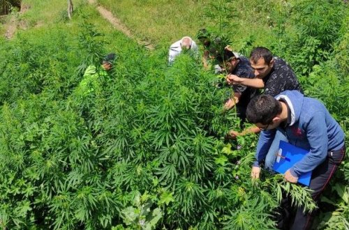 Qazaxda beş tondan çox çətənə kolu məhv edilib - FOTO