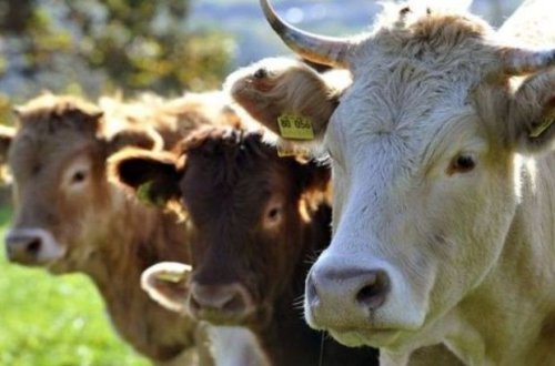 İmişlidə iribuynuzlu heyvan oğurlayanlar həbs edilib