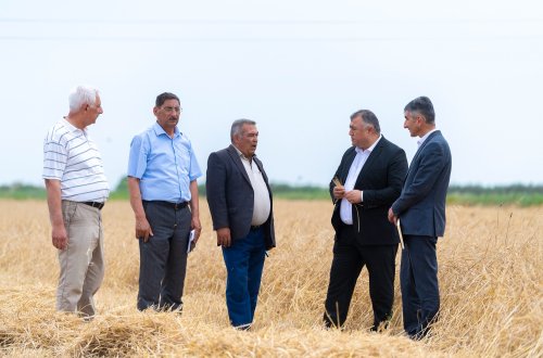 Taxıl biçini-2023: Düzgün dislokasiya və növbəlilik prinsipləri biçin prosesini sürətləndirir