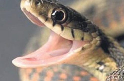 3 yaşlı uşağı ilan dişləyərək öldürüb