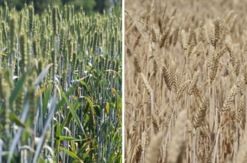 Dənli bitki toxumlarının emalı zavodları mövsümə hazır vəziyyətə gətirilib