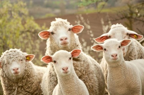 Qurbanlıq qoyun almaq istəyənlərə şad xəbər - Qiymətlər... - VİDEO