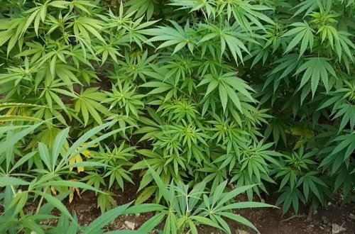 Hacıqabulda narkotik vasitələrin dövriyyəsi ilə məşğul olan altı nəfər saxlanılıb