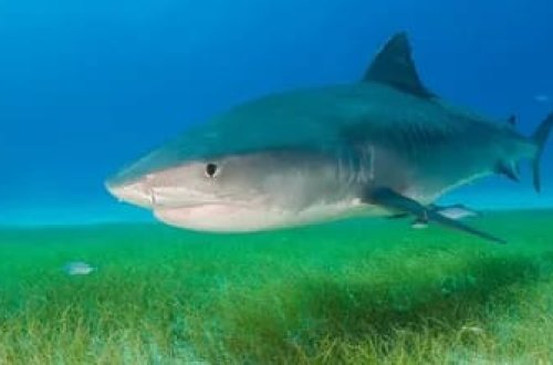 Misirdə köpəkbalığının hücumu nəticəsində 1 turist həlak olub