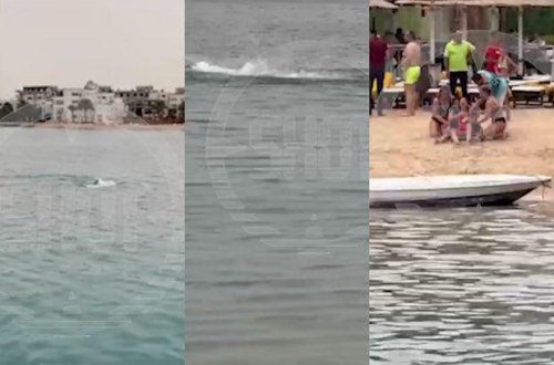 Çimərliyikdə dəhşətli anlar: Köpəkbalığı turistə hücum etdi - VİDEO