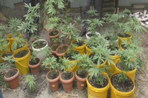 Ağdaşda həyətində narkotik tərkibli bitkilər yetişdirən şəxs saxlanılıb - FOTO