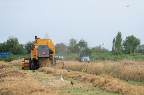 Respublika üzrə taxıl sahələrinin 13,2 faizində biçin yekunlaşıb
