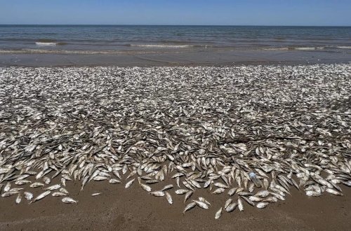 ABŞ-ın cənub sahillərində minlərlə balıq ölü tapılıb