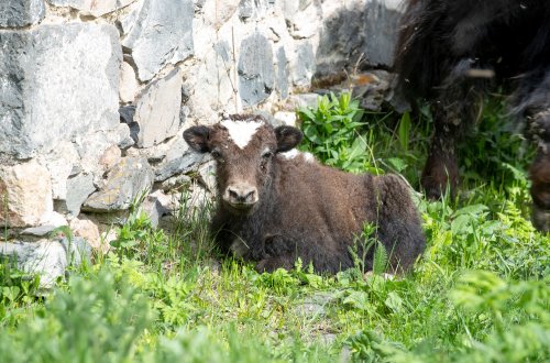 Laçında yerləşən yak təsərrüfatında 28 buzov doğulub