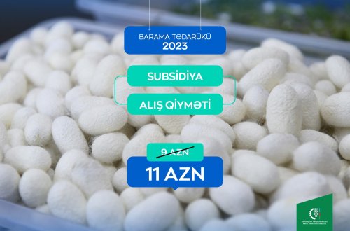 Tədarük məntəqələrinə 328 ton yaş barama təhvil verilib