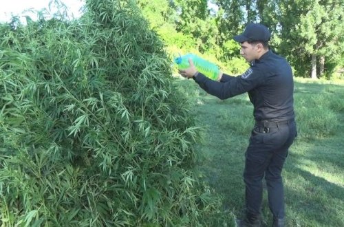 Qəbələdə 4 tondan artıq narkotik tərkibli bitki məhv edilib - FOTO