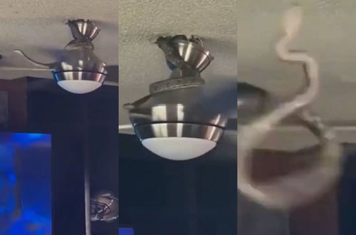 Tavandakı ventilyatora dolanan ilanın başına gələnlər gündəm oldu - VİDEO