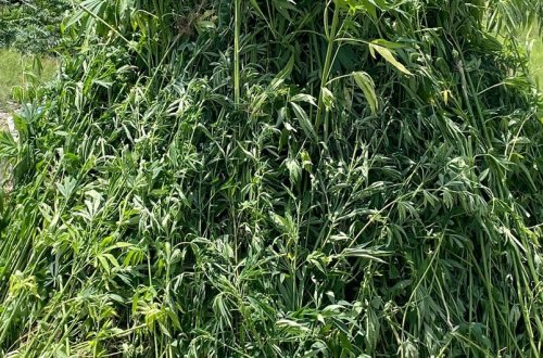 Ağdamda 4 tondan artıq çətənə bitkisi aşkarlanıb