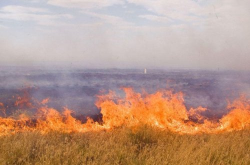 Dövlət Xidməti biçilmiş sahələri yandıran şəxslərə xəbərdarlıq edib