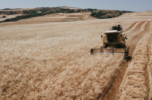 Taxıl biçini - 2023: sahələrin 23,5 faizində biçin başa çatıb