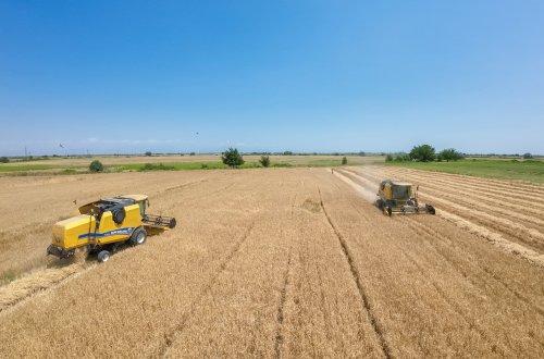 Taxıl biçini-2023: Əkin sahələrinin 26,5 faizində biçin yekunlaşıb