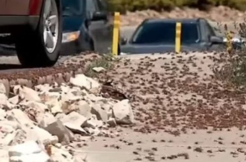 Çəyirtkələr şəhəri zəbt etdi – qəribə olay