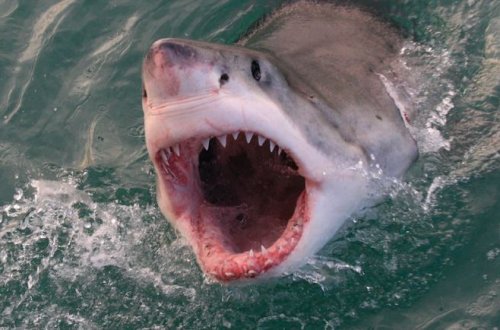Film çəkilişi zamanı dəhşət: Köpəkbalığı ekipaj üzvlərinə hücum etdi