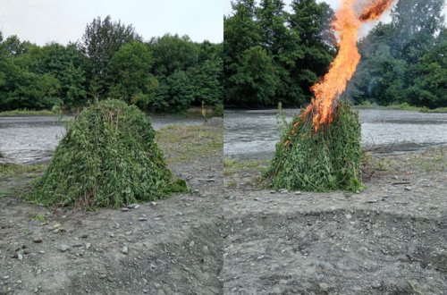 Balakəndə 5 tondan artıq narkotik tərkibli bitki məhv edilib