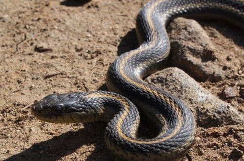 ​​​​​​​Ağsu sakinini ilan sancıb